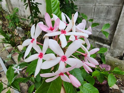 Kopsia fruticosa, commonly known as pink kopsia or pink gardenia, is a small shrub or tree grown as an ornamental garden plant.