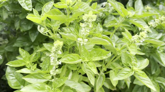 Basil, Ocimum basilicum