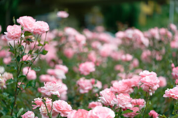 Pink roses in full bloom with soft background