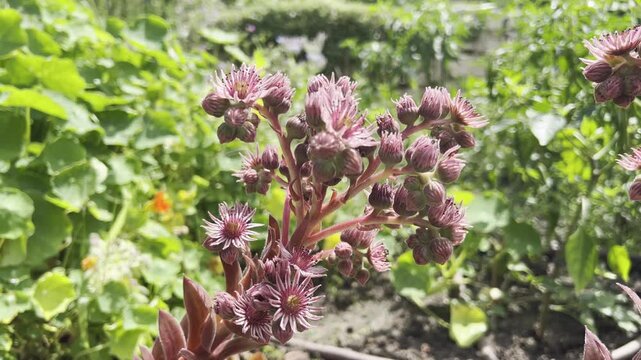 Houseleek, Sempervivum, tectorum