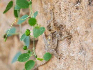 a beautiful lizard on the rock