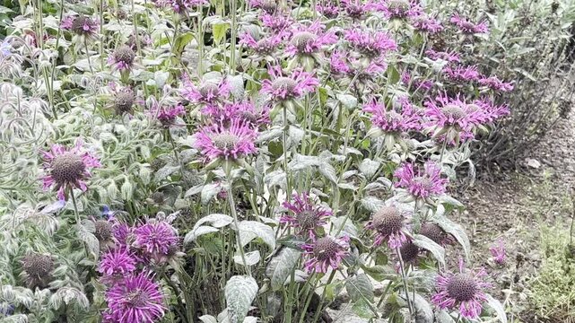 Indian nettle, monarda, didyma