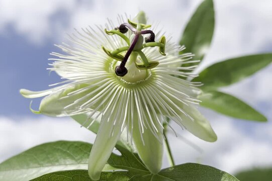 Passion flower, Passiflora, caerulea