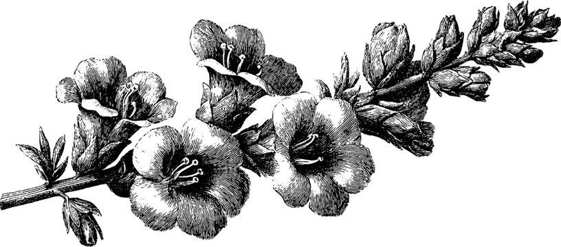Vintage engraved illustration of mullein stalk with yellow blossoms - retro botanical design for posters or cards