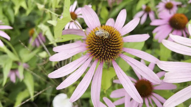 Red coneflower, Echinacea purpurea