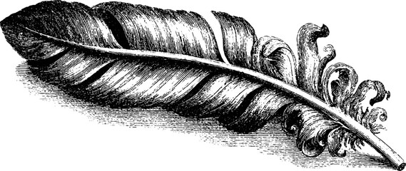 Detailed vintage engraving of pigeon feather on stone for decorative design