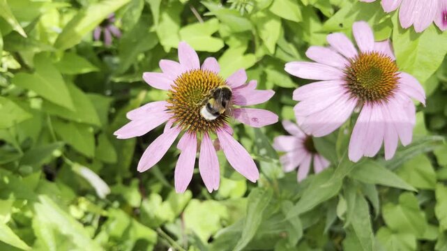 Red coneflower, Echinacea purpurea
