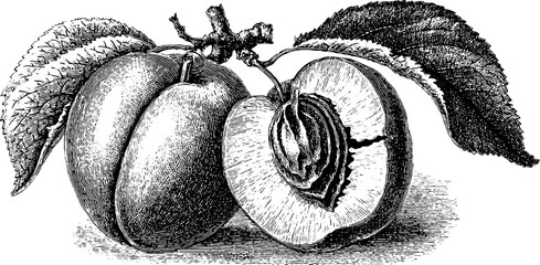 Engraved illustration of ripe apricot with cracked open pit for retro designs