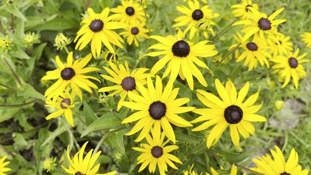 Coneflower, Rudbeckia, hirta