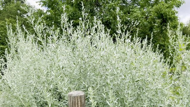 Provence wormwood, Artemisia
