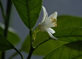 lemon flower