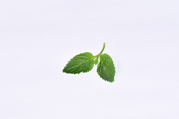 Brazilian Tea Flower (Stachytarpheta jamaicensis) with white background, Green leaves