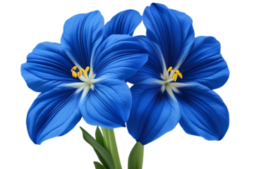 Two beautiful blue lily flowers isolated png