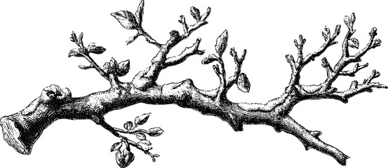 Obraz premium Engraved tree branch with snow - winter nature vintage design for print or poster
