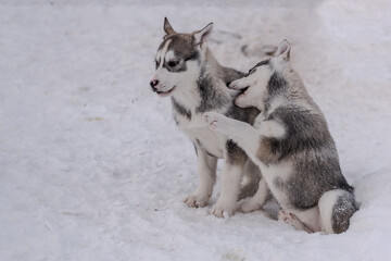 Swedish husky pups © Nick