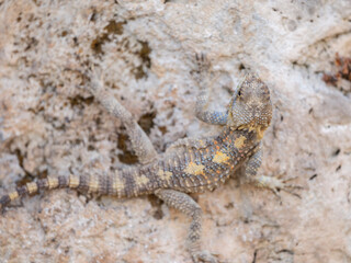 a beautiful lizard on the rock