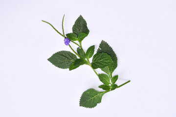 Brazilian Tea Flower (Stachytarpheta jamaicensis) with white background, Green leaves