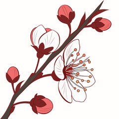 Delicate illustration of cherry blossom branches with pink buds and white open flowers against a white background