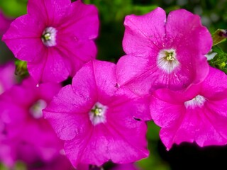 blooming pink and white petunia flowers outdoors