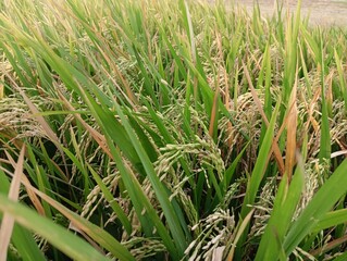 The perfect (sexual) stage of Ustilaginoidea virens, the fungus that causes rice false smut