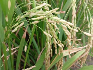 The perfect (sexual) stage of Ustilaginoidea virens, the fungus that causes rice false smut
