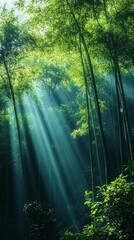 Obraz premium Sun Rays Streaming Through Bamboo Forest in Morning Light