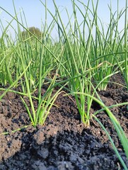 A close-up of a green onion plant (or a similar allium species) with a small, light-colored larva on one of its stalks. The background shows more plants and dark soil.