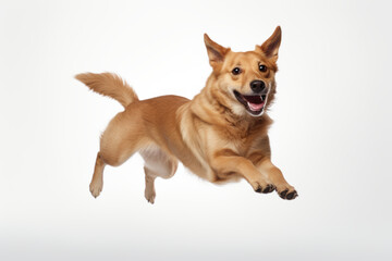 Playful dog leaps joyfully in dynamic studio shot against pure white background, showcasing its energetic and lively nature