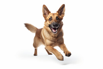 Playful dog with large ears joyfully running on white background, showcasing its energetic and lively nature. dog fur is warm brown, and its expression is full of excitement