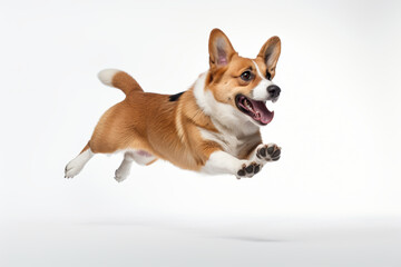 Playful Welsh Corgi leaps energetically in dynamic studio shot, showcasing its joyful and lively nature against pure white background
