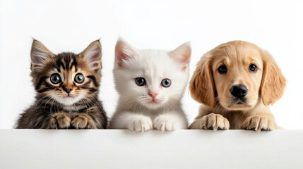 Three adorable young pets, including brown tabby kitten, white kitten, and golden puppy, are peeking over white surface with curious expressions