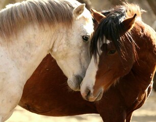 Wild Stallion Standoff