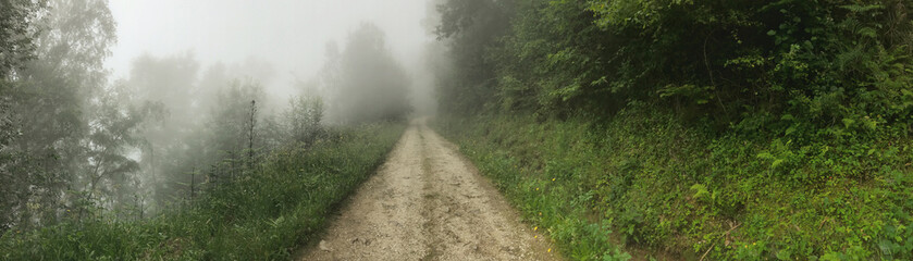 Panoramic view of a misty forest pathway with lush greenery