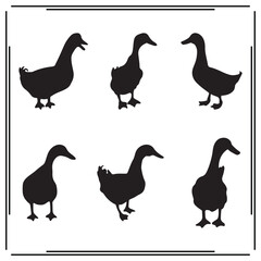 Set of 6 Duck Silhouette Icons: Vector Ducks, Walking Duck, Animal Icons for Wildlife, Farm, and Nature Illustrations and Design Projects