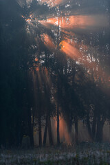 Sunbeams and Shadows in the Morning Forest