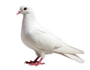 Naklejka premium Side View of Standing White Dove with Shadow Detail, Transparent PNG Cutout