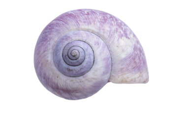 a purple shell with a spiral pattern on it