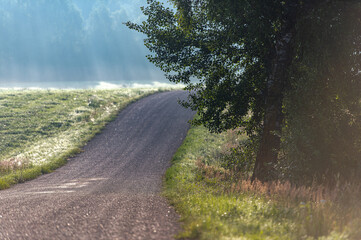 Morning Light on a Curving Country Road