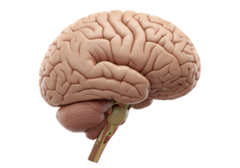 3D Realistic Brain Illustration Isolated On Transparent Background Anatomy