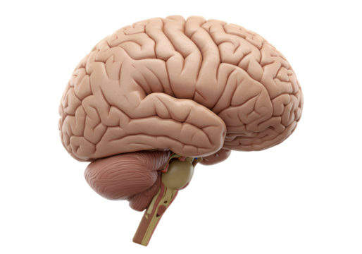 3D Realistic Brain Illustration Isolated On Transparent Background Anatomy