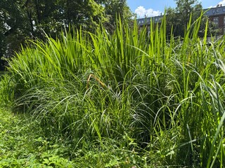 Fototapeta premium green grass in the park