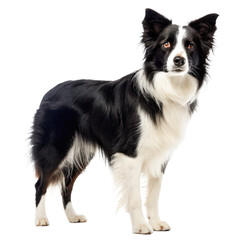 border collie full body view on png side profile Collie portrait png dynamic dog stance png athletic canine isolate png transparent background image