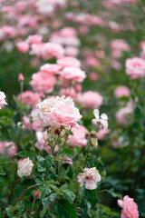 Beautiful pink roses in a rose field with bokeh effect