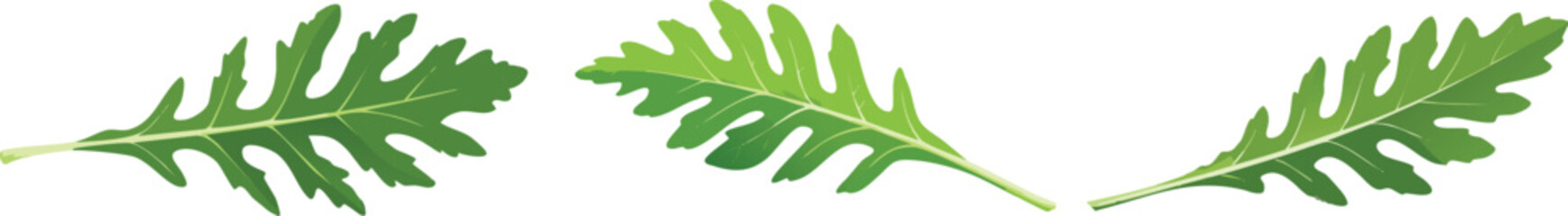 Rucola leaves - vector illustration, fresh green rucola