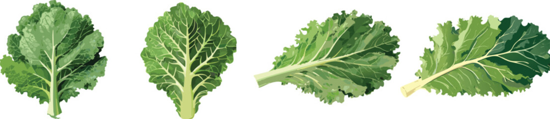 Kale green salad collection - vector illustration