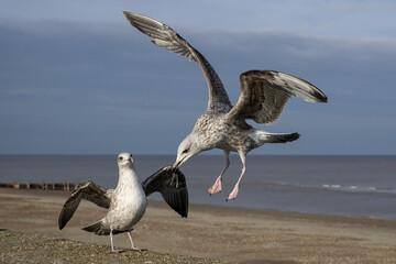 Herring Gull - juvenile landing on sea wall