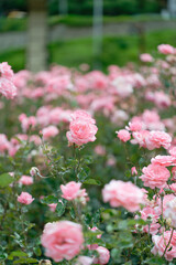 Beautiful pink roses in a rose field with bokeh effect