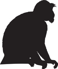 Javan Langur monkey in silhouette image white background 