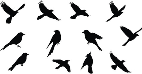 Fototapeta premium Flock of black birds in flight against a white background flying