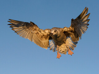 Herring Gull - juvenile